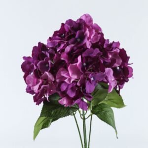 Hortensia Morado