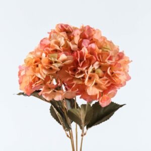 Hortensia Naranja