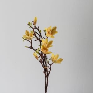 Mini Magnolia Amarillo